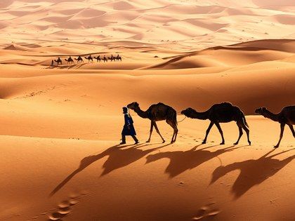 Camels in the Sahara